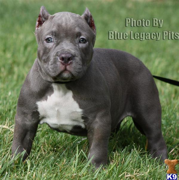 ALLSTAR....SOLD....SOLD....WWW.BLUELEGACYPITS.COM